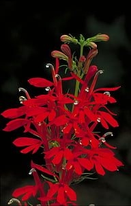 Kardinal-Blume, Blume, schöne, Anlage, Stamm, Blütenblätter, Bloom