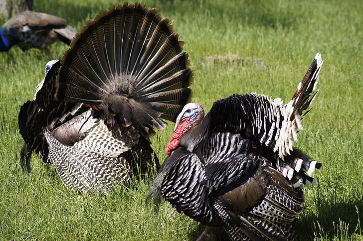 Thổ Nhĩ Kỳ, Lễ Tạ ơn, con chim
