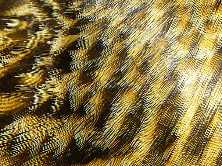 feather, plumage, brown, spring dress, mallard