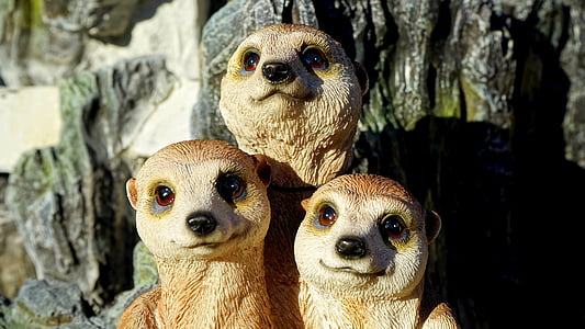 meerkat, 가족, 동물, 귀여운, 사막, 작은, 눈