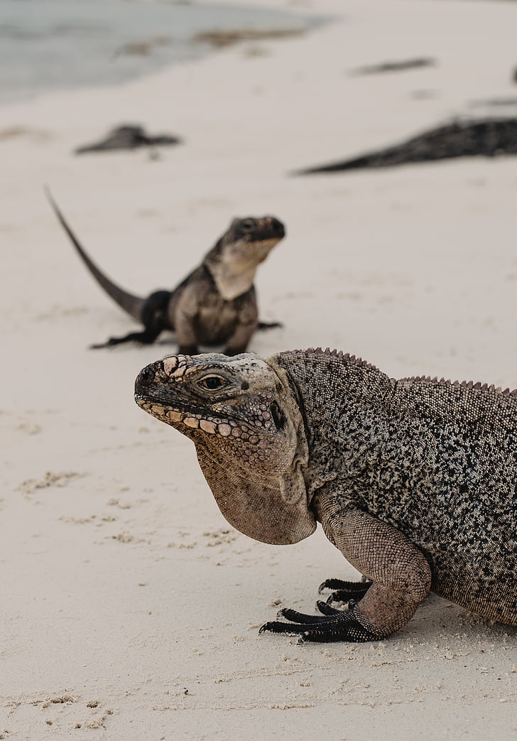 to, grå, svart, reptiler, stranden, Iguana, sand lizard