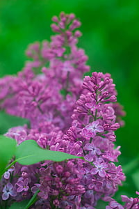 lilac, flowers, spring, nature, plant, closeup, purple flowers