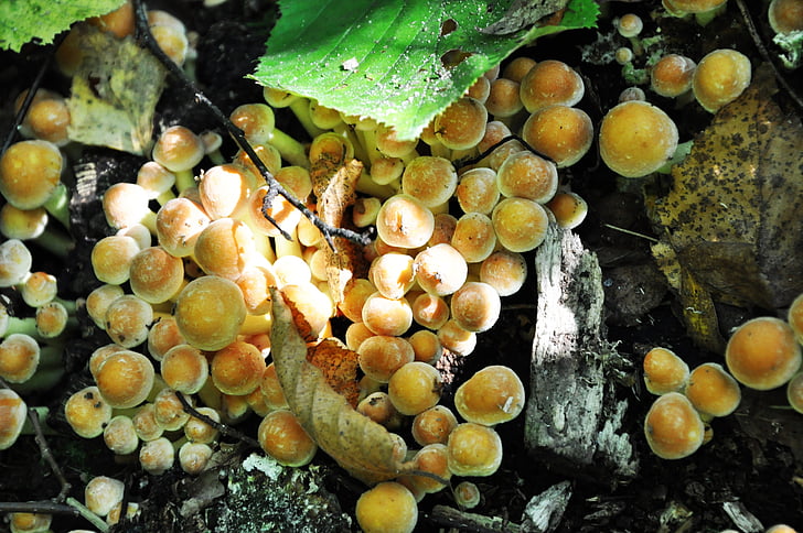 mushrooms, trunk, forest, autumn