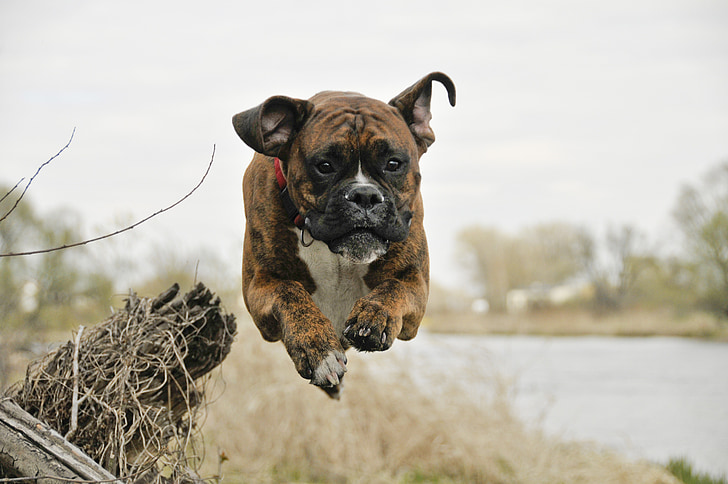 dog, flight, spacer, boxer, river, spring, nature