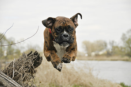 câine, zbor, Spacer, Boxer, Râul, primavara, natura