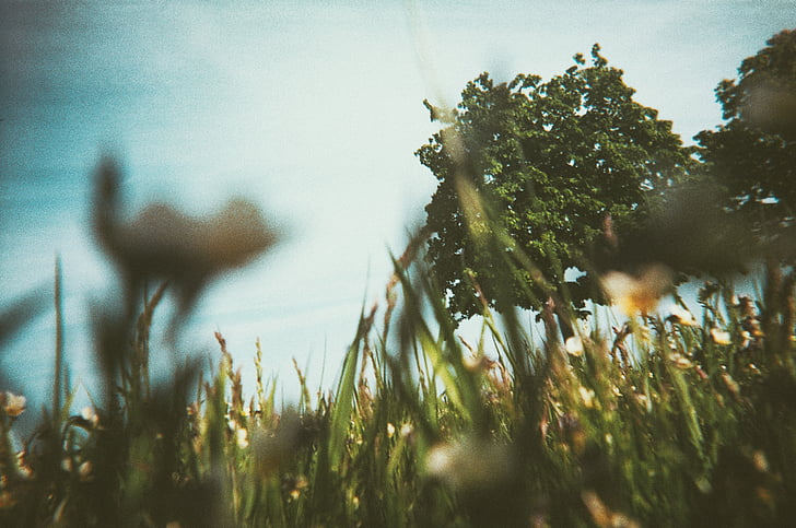 наклон, смяна, фотография, Грийн, трева, фронт, дърво