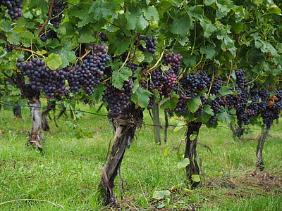 wine berries, grapes, berries, blue, pods, vines, vitis