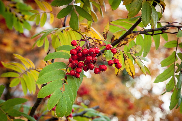rönnbärs, faller, hösten, Rowan, Berry, bär, säsong