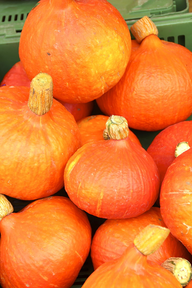 bí ngô, mùa thu, Helloween, Gourd, Trang trí squashes, màu da cam, bí ngô