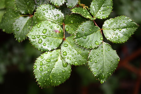leaf, rose leaf, drop of water, costs, nature, plant, freshness