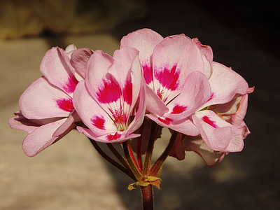 Geranium, vaaleanpunainen, kukat, kasvit, Luonto
