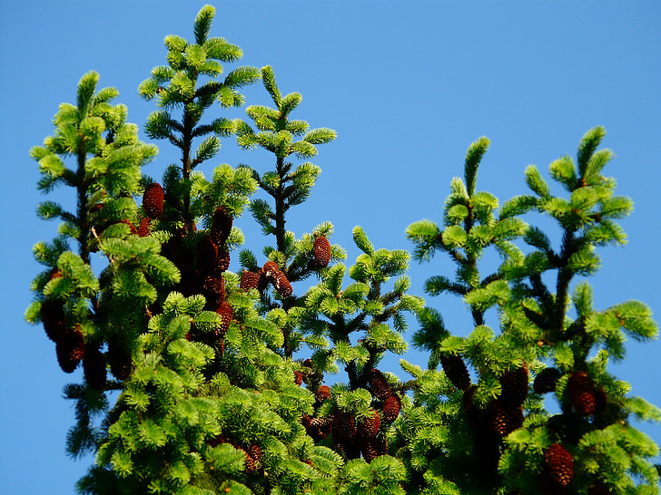 pohon cemara, Tekan, pohon, Conifer, spruce Umum, picea abies, spruce merah