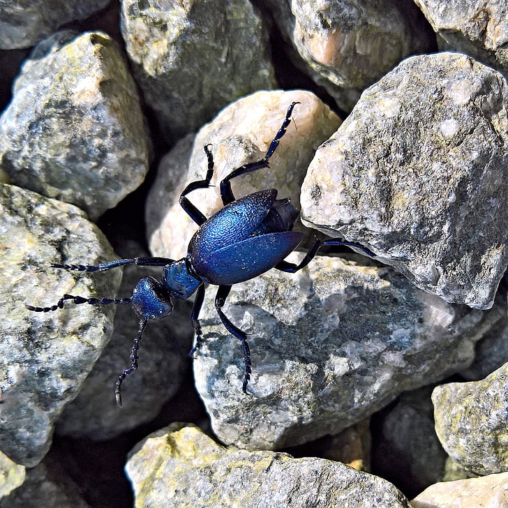 Luonto, Beetle, Blue leaf beetle, oulema gallaeciana, Kuninkaallinen, metallinen kiiltävä, metsissä