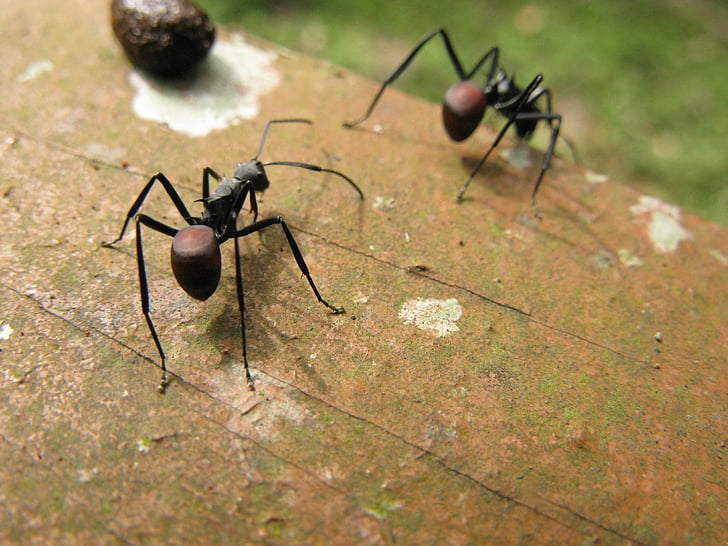 skruzdėlės, vabzdžių, natūralus