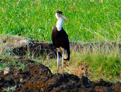 woolly-necked stork, bishop stork, white-necked stork, ciconia episcopus, wader, bird, stork