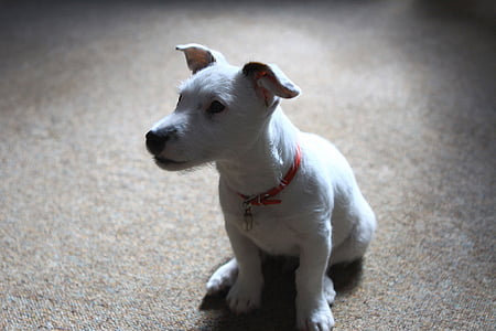 jack, russell, terrier, puppy, dog, animal, pets