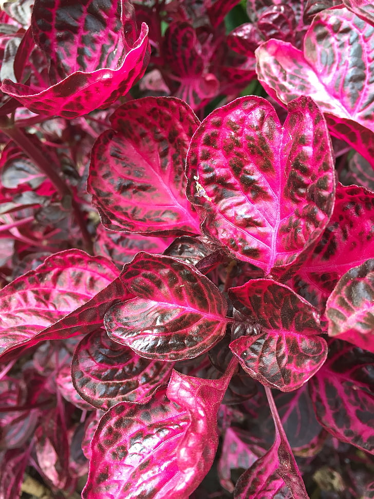 pink, leaves, foliage, garden, love, colorful