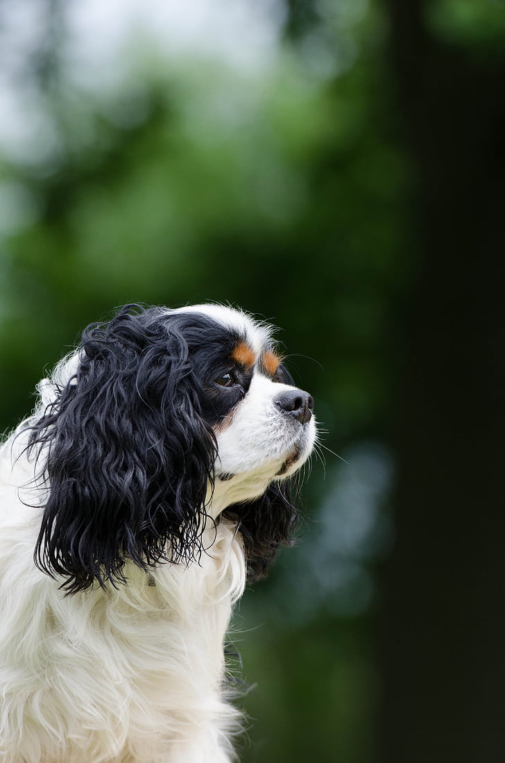 Cavalier king charles spaniel, cane di piccola taglia, cane di razza, Ritratto, vista, pelliccia, tricolore