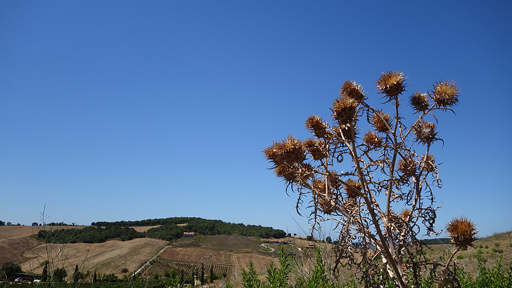 thistle, dry, sky, prickly, pointed, heat, summer