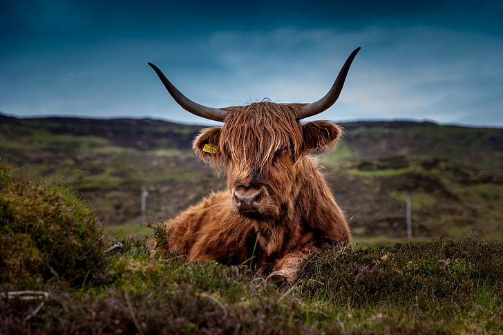 animal, bovins, vache, Highland cattle, paysage, mammifère, Meadow