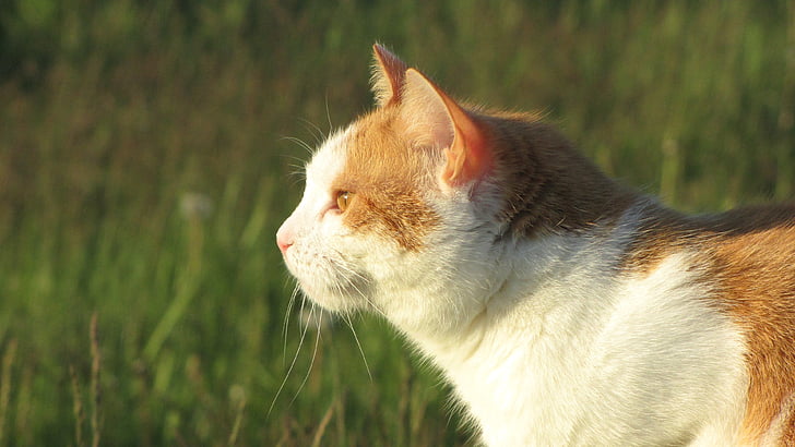kucing, hewan, padang rumput, hewan peliharaan, kucing domestik, mieze, cat mata