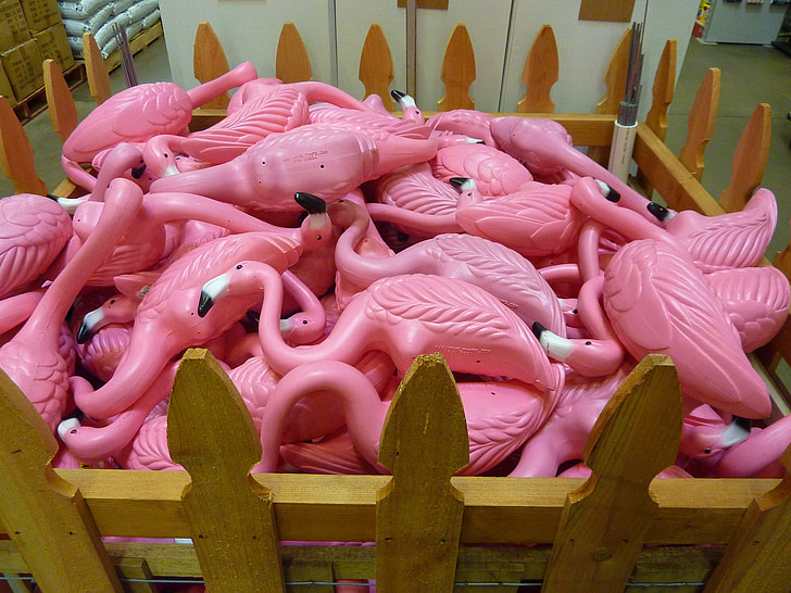 rosa, Flamingo, fuglen, farge, makro, Nærbilde, fargerike