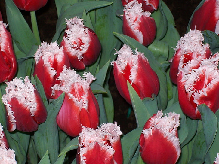 flores, tulipanes, primavera, bombilla, bulbos de