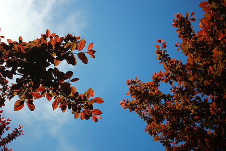 feuilles, nature, Sky, arbres, feuille, arbre, automne