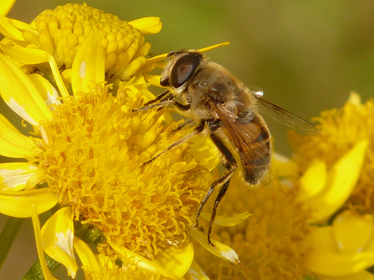 Mist bee, lera bee, Eristalis tenax, blomflugor, Bee, Arnica, Arnica montana