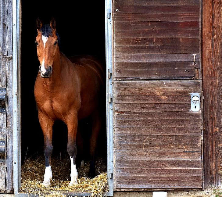 häst, brun, stall, Box, nyfiken, djur, brun häst