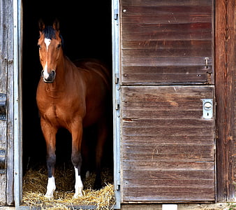 horse, brown, stall, box, curious, animal, brown horse