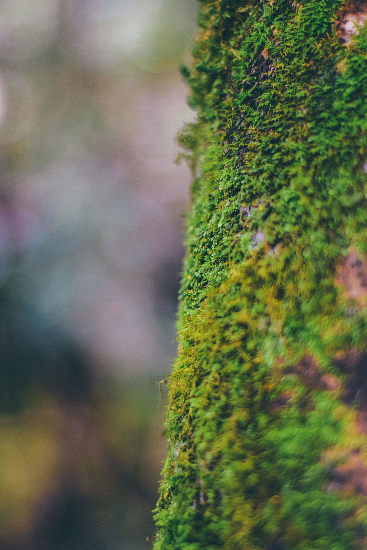close-up, green, macro, moss, nature, green Color, forest