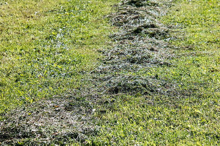 betesmark, äng, Mow, Hay, klippas, gräs, spår