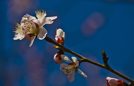 beautiful, flowers, plum, boring, shooting, white blossom, spring