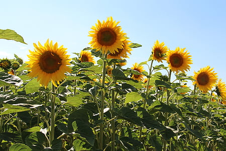 zonnebloemen, landbouw, Frankrijk, zomer, geel