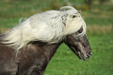 zirgs, Islandes zirgu, ponijs, Islandes ponijs, krēpes, daba, Īslandieši