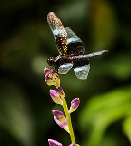 Dragonfly, insekt, djur, Wing, fluga, vilda djur, våren