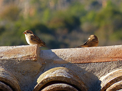 roof, sparrows, birds