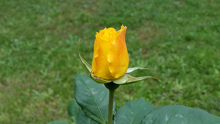geltona rožė, iš sodo, neapdailintais kraštais raudonos, Gamta, Žiedlapis, gėlė, augalų