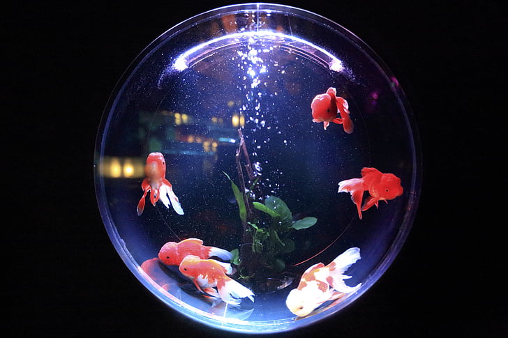 koi, fish, bowl, bowling, bubbly, bubbles, black background