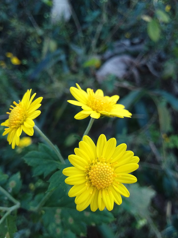 chrysanthème, fleur jaune, fleur, Daisy, nature, jaune, été
