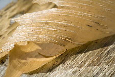 bark, peel, varnish, tree, nature, texture, wood