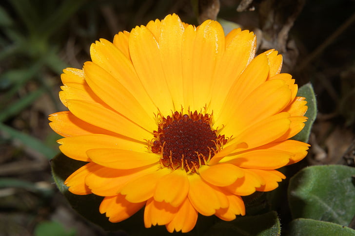 Gerbera, blomst, Blossom, Bloom, Luk, farverige, farve