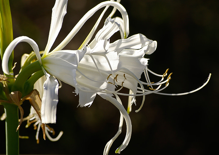 Lily, fleur, blanc, étamines, jardin, nature