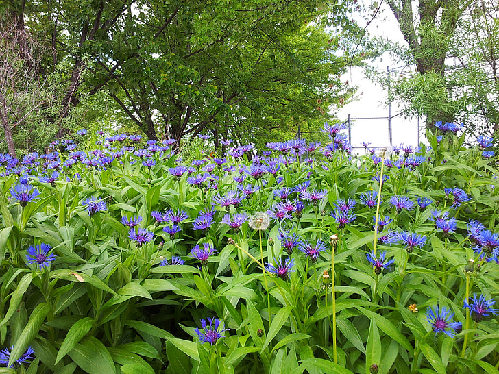 závod, Příroda, květinové, rostliny, přírodní, květ, Bloom