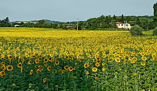 bunga matahari, pemandangan, musim semi, pertanian, alam, adegan pedesaan, bidang