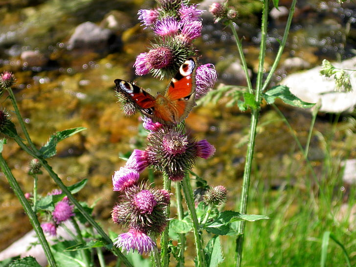 farfalla, fiume, fiore