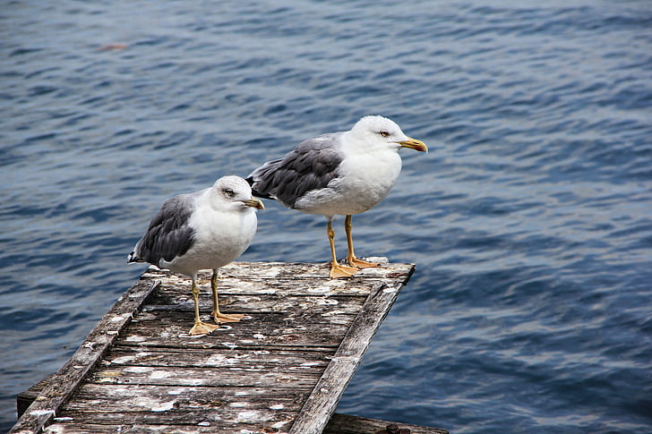 seagull, sea, water bird, port, water, seevogel, bird