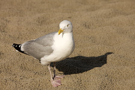 seagull, sand, beach, bird, sea, animal, sand beach