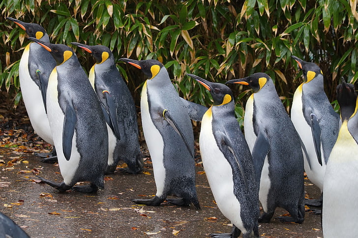 kuningas pingviini, Zoo, kävellä